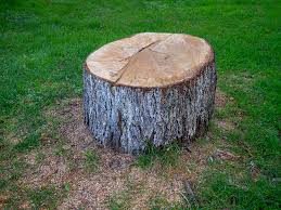 Best Tree and Shrub Care  in Melrose Park, NY