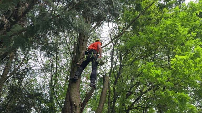Best Palm Tree Trimming  in Melrose Park, NY