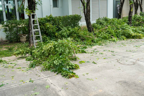 Best Tree Removal  in Melrose Park, NY